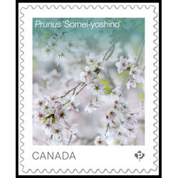 canada stamp 3531 prunus somei yoshino 2026