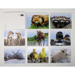 baby wildlife notecard set