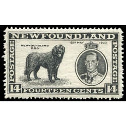 newfoundland stamp 238 newfoundland dog 14 1937