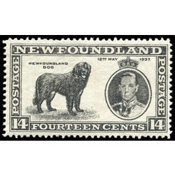 newfoundland stamp 238v newfoundland dog 14 1937