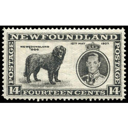 newfoundland stamp 238 newfoundland dog 14 1937 M VF 003