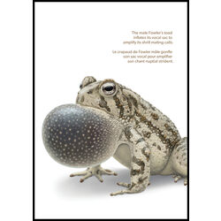 canada stamp 3422a endangered frogs 2024
