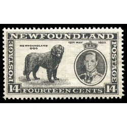 newfoundland stamp 238i newfoundland dog 14 1937