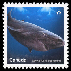 canada stamp 3105d greenland shark 2018